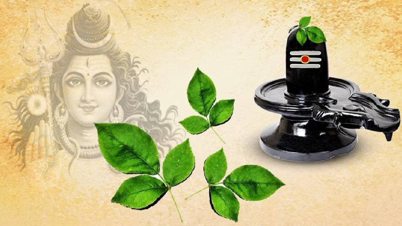 जाने क्या है भोलेनाथ पर बेलपत्र चढ़ाने का सही नियम और तरीका ! जाने क्या है भोलेनाथ पर बेलपत्र चढ़ाने का सही नियम और तरीका !