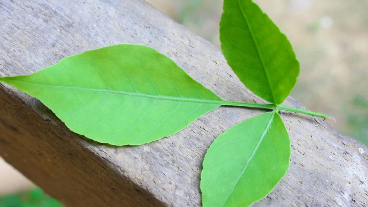 जाने क्या है भोलेनाथ पर बेलपत्र चढ़ाने का सही नियम और तरीका ! जाने क्या है भोलेनाथ पर बेलपत्र चढ़ाने का सही नियम और तरीका !