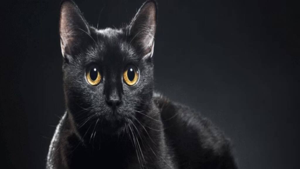 सपने में काली बिल्ली देखना