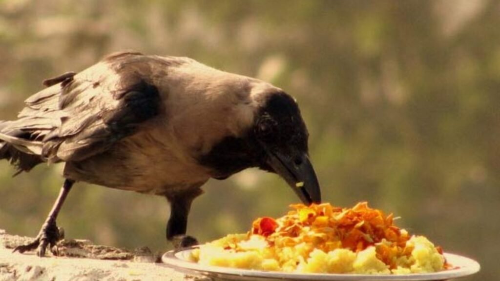 पितृ पक्ष में क्यों कराया जाता है कोऔं को भोजन?