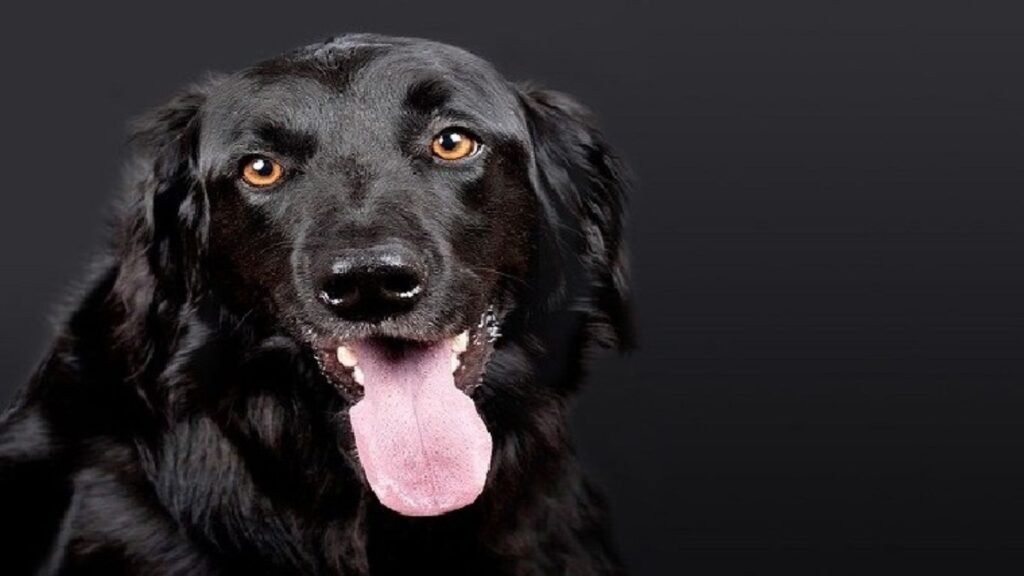 Sapne mei Kala Kutta Dekhna: क्या है सपने में काले कुत्ते के देखने के पीछे का महत्व?