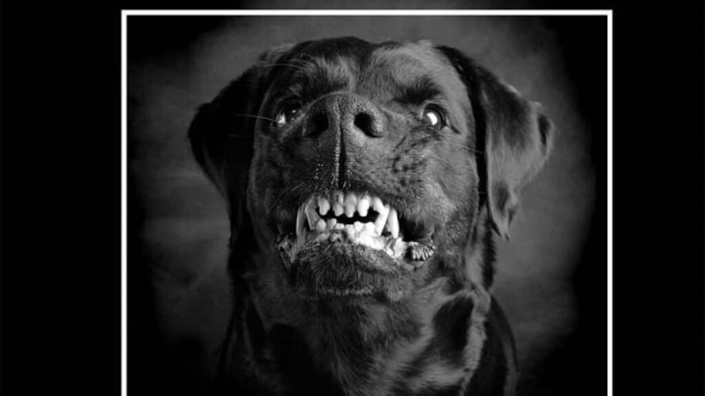 Sapne mei Kala Kutta Dekhna: क्या है सपने में काले कुत्ते के देखने के पीछे का महत्व?