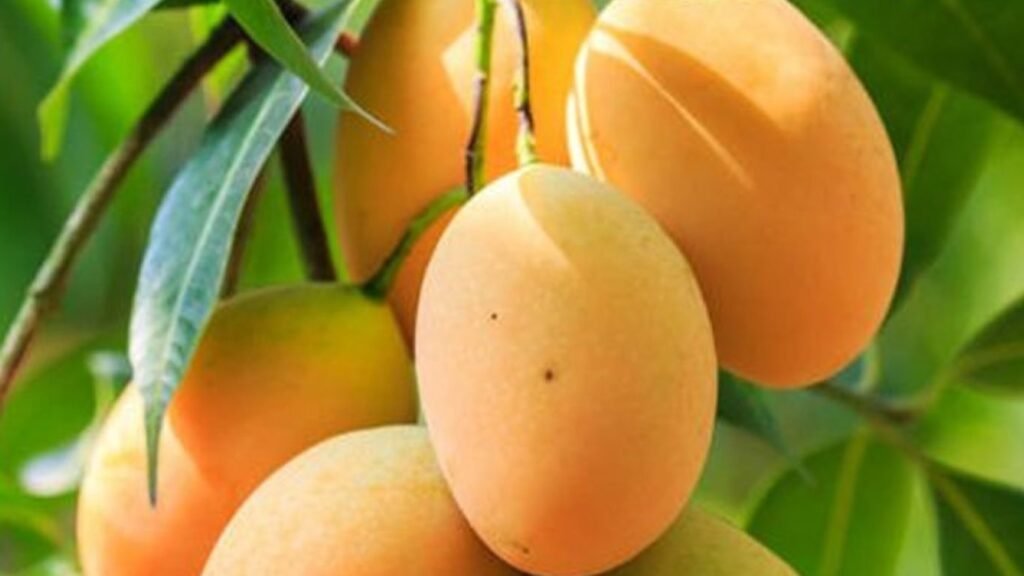 Sapne mei Aam Dekhna: सपने में आम का पेड़ देखना किस बात का है संकेत?