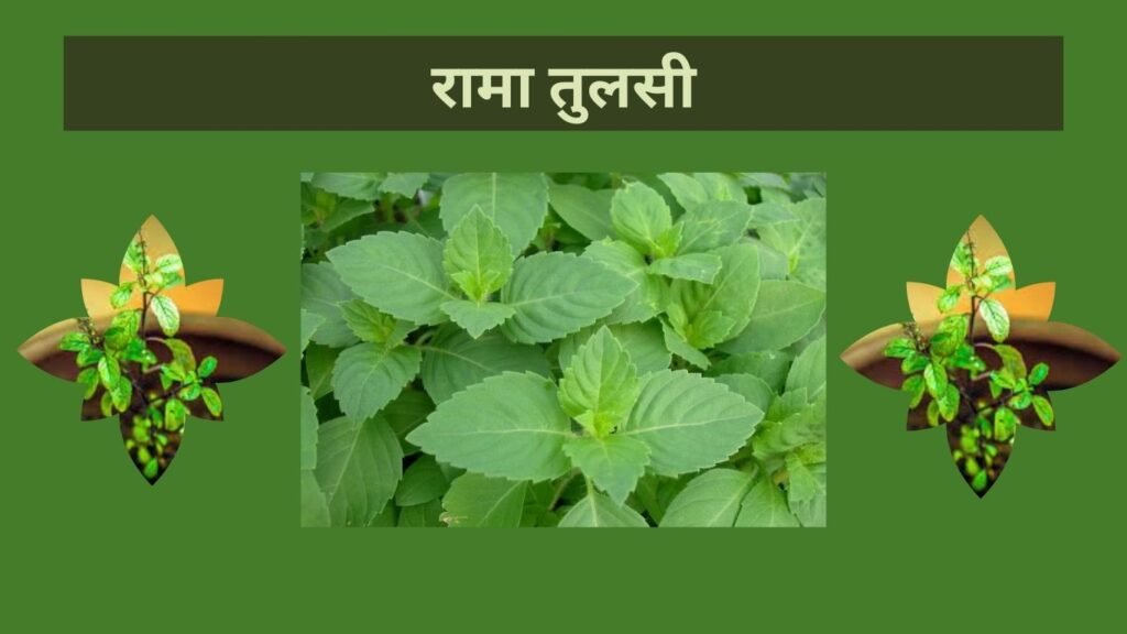 कितने तरह की होती है तुलसी? कौनसी तुलसी घर में रखनी मानी जाती है शुभ? कितने तरह की होती है तुलसी? कौनसी तुलसी घर में रखनी मानी जाती है शुभ?