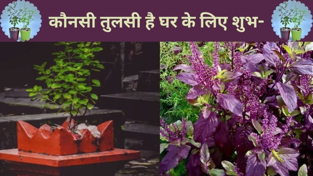 कितने तरह की होती है तुलसी? कौनसी तुलसी घर में रखनी मानी जाती है शुभ?