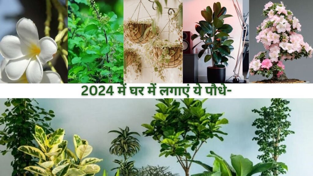 2024 में घर लाएं ये पौधे, फूल-पत्तियों की तरह जीवन भी उठेगा खिल