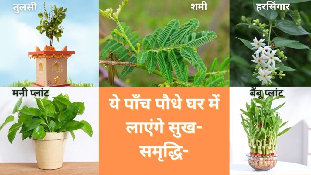 2024 में घर लाएं ये पौधे, फूल-पत्तियों की तरह जीवन भी उठेगा खिल 2024 में घर लाएं ये पौधे, फूल-पत्तियों की तरह जीवन भी उठेगा खिल