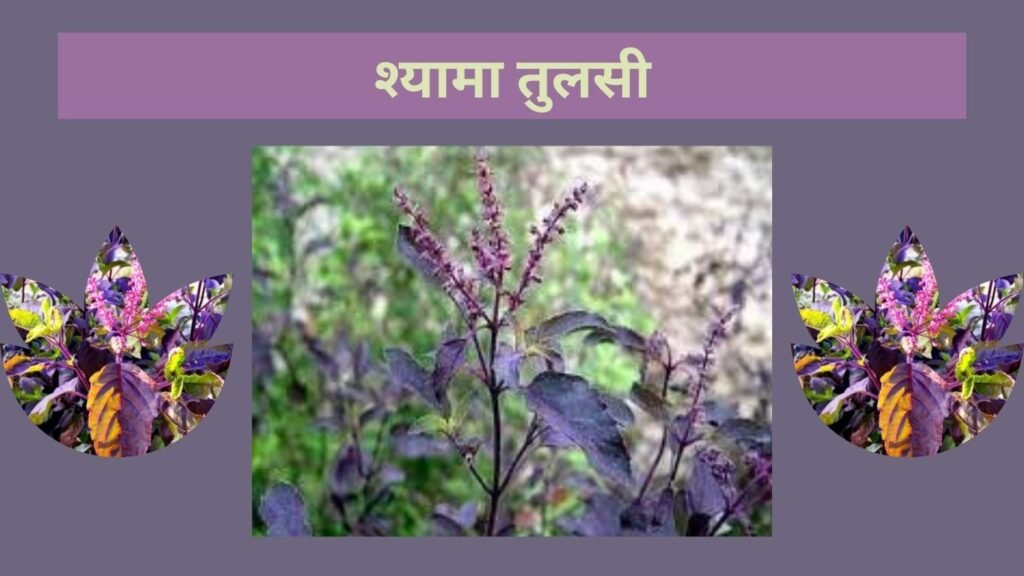 कितने तरह की होती है तुलसी? कौनसी तुलसी घर में रखनी मानी जाती है शुभ? कितने तरह की होती है तुलसी? कौनसी तुलसी घर में रखनी मानी जाती है शुभ?