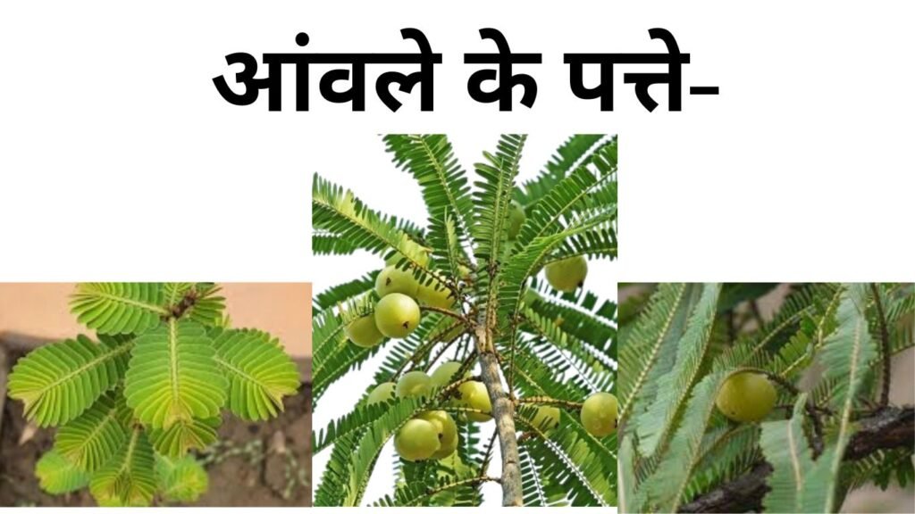 आंवले के पत्तों से करें ये उपाय, बनेंगे ये काम आंवले के पत्तों से करें ये उपाय, बनेंगे ये काम