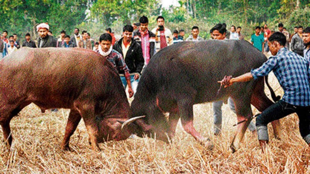 असम में माघ बिहू पर होती है भैंस लड़ाई, मकर संक्रांति बनती है धूम-धाम से! असम में माघ बिहू पर होती है भैंस लड़ाई, मकर संक्रांति बनती है धूम-धाम से!