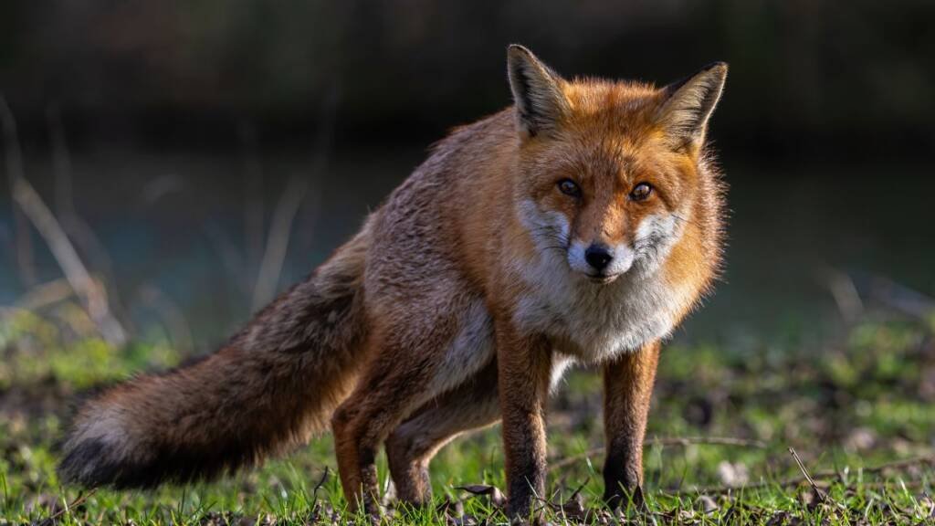 सपने में लोमड़ी देखना