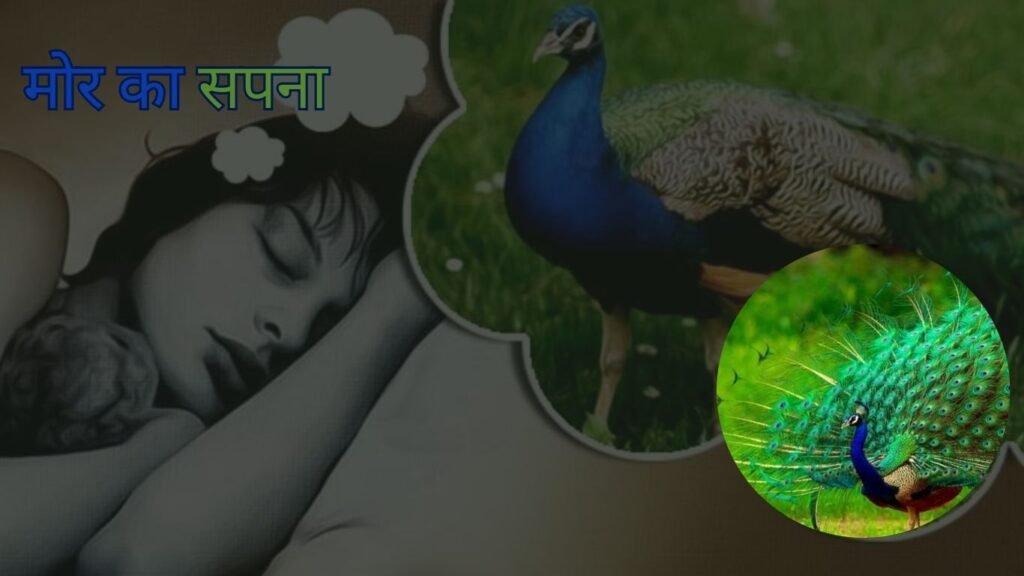  मोर का सपना- सपने में मोर का दिखना शुभ या अशुभ? क्या कहता है स्वप्न शास्त्र?