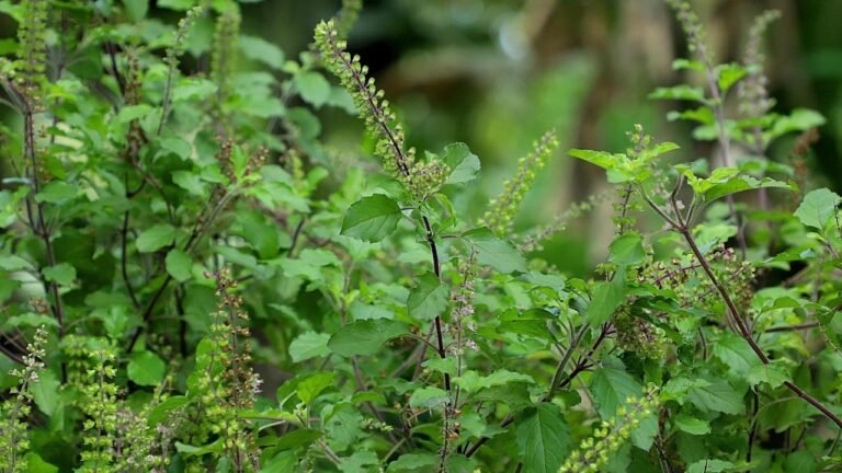 घर में तुलसी पौधा